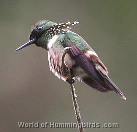 Hummingbird Garden Catalog: Festive Coquette